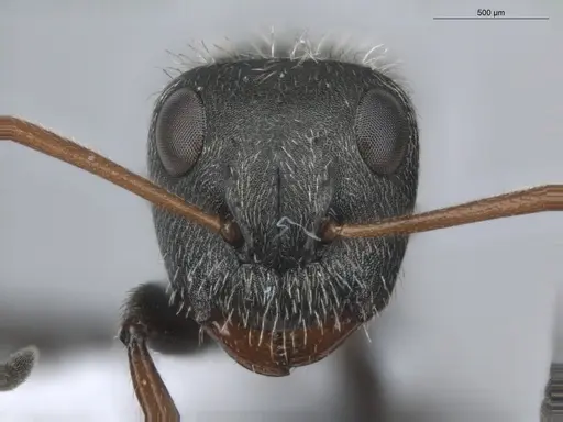 Camponotus trapezoideus - ECOFOG-BUG-0502-04