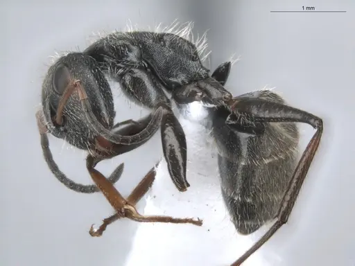 Camponotus trapezoideus - ECOFOG-BUG-0502-04