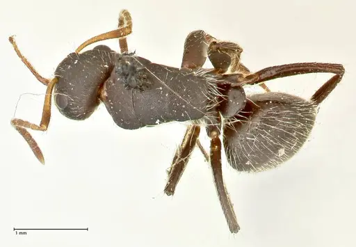 Camponotus trapezoideus - FOCOL2454
