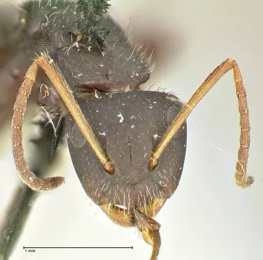 Camponotus trapezoideus - FOCOL2454