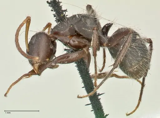 Camponotus trapezoideus - FOCOL2454