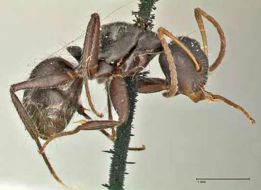 Camponotus trapezoideus - FOCOL2454