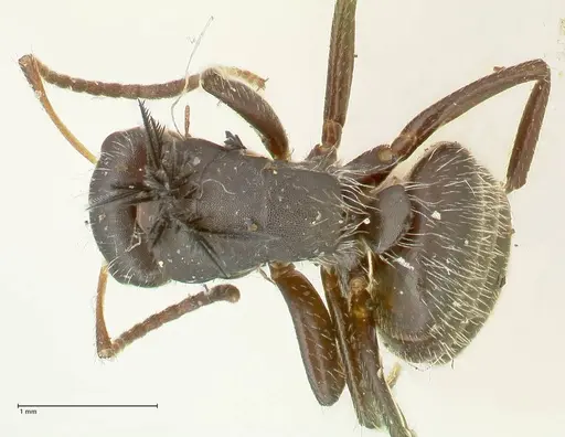 Camponotus trapezoideus - FOCOL2455