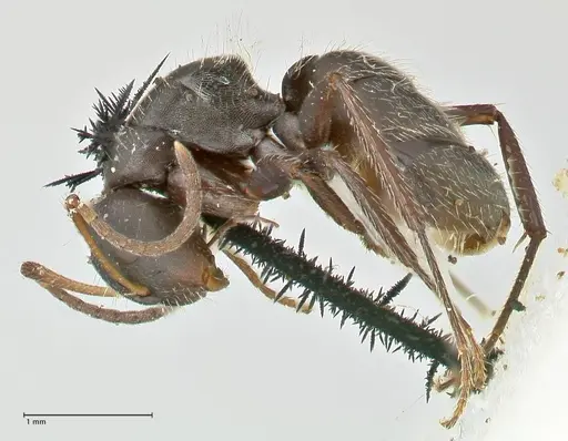 Camponotus trapezoideus - FOCOL2455