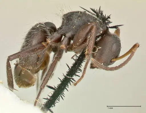 Camponotus trapezoideus - FOCOL2455