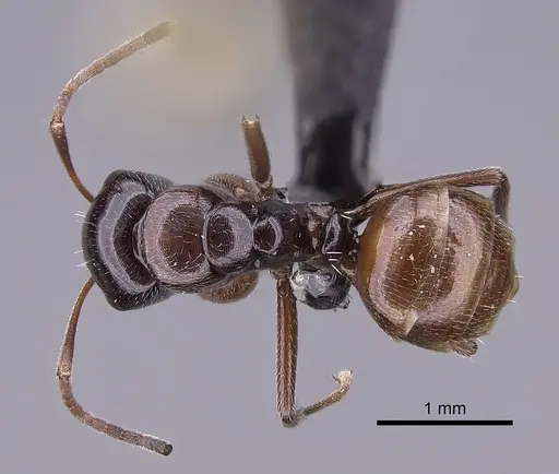 Camponotus tratra specimen