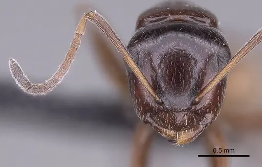 Camponotus tratra specimen
