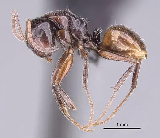 Camponotus tratra specimen