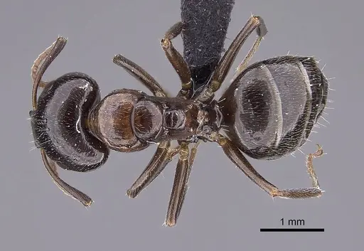 Camponotus tratra - CASENT0763612