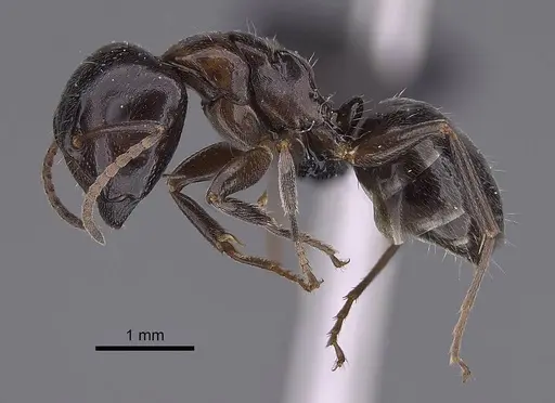 Camponotus tratra - CASENT0763612