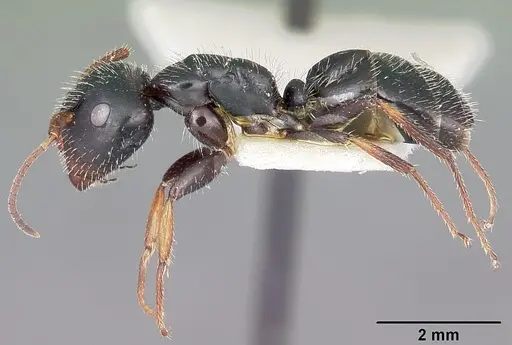 Camponotus trepidulus specimen