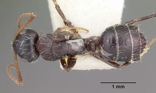 Camponotus trepidulus - CASENT0104696