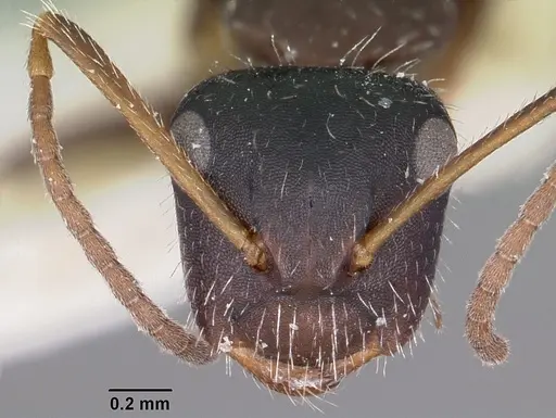 Camponotus trepidulus - CASENT0104696