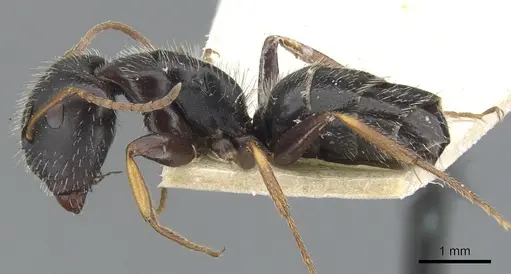 Camponotus trepidulus - CASENT0903604