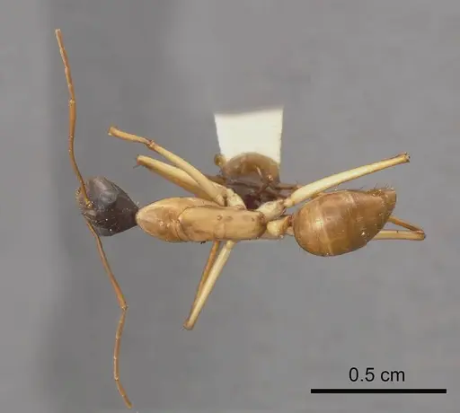 Camponotus tricoloratus specimen