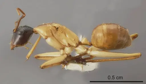 Camponotus tricoloratus specimen