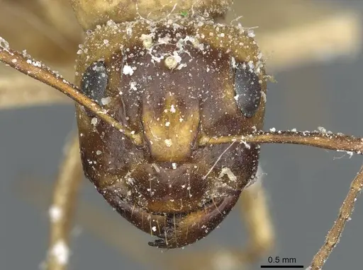 Camponotus trifasciatus specimen