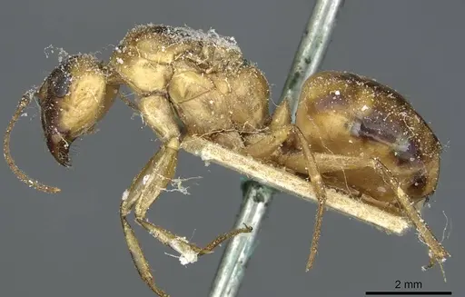 Camponotus trifasciatus specimen