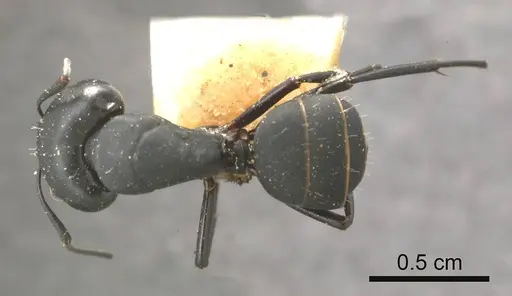 Camponotus tristis specimen