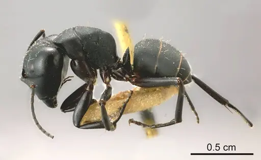 Camponotus tristis specimen
