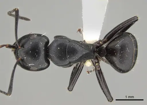 Camponotus tristis - CASENT0887722