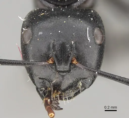 Camponotus tristis - CASENT0887722