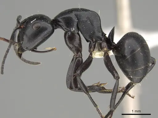 Camponotus tristis - CASENT0887722