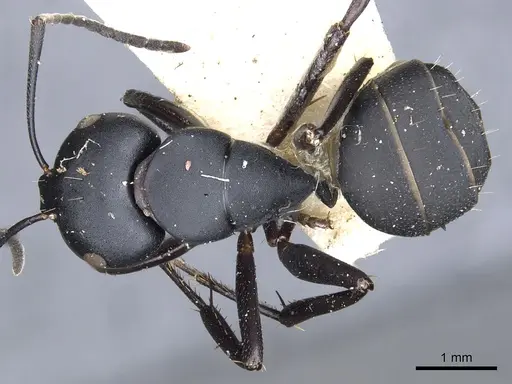 Camponotus tristis - CASENT0903539