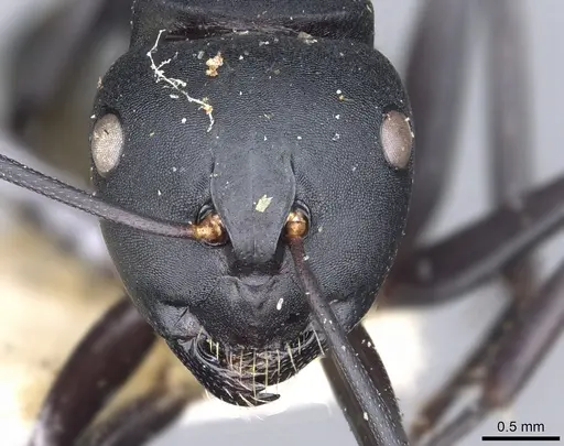 Camponotus tristis - CASENT0903539