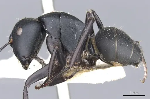 Camponotus tristis - CASENT0903539