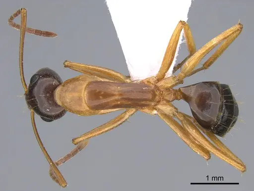 Camponotus troodosensis specimen