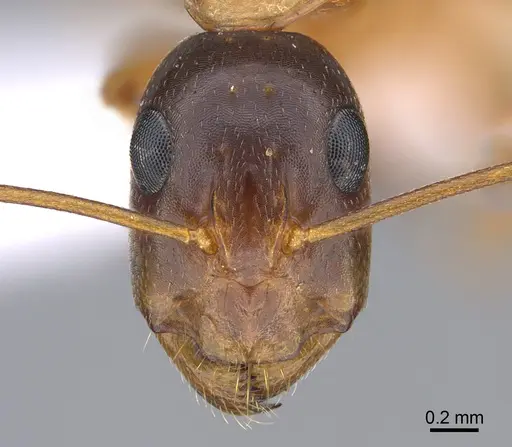 Camponotus troodosensis specimen