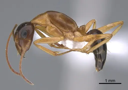 Camponotus troodosensis specimen