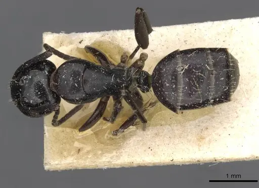 Camponotus truebi specimen