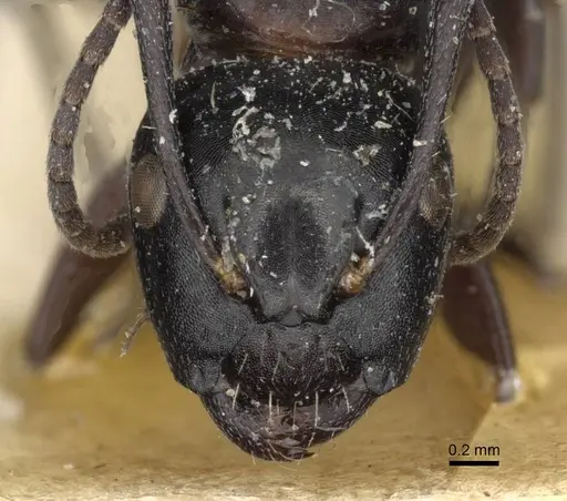Camponotus truebi specimen
