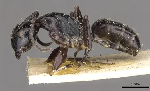 Camponotus truebi specimen