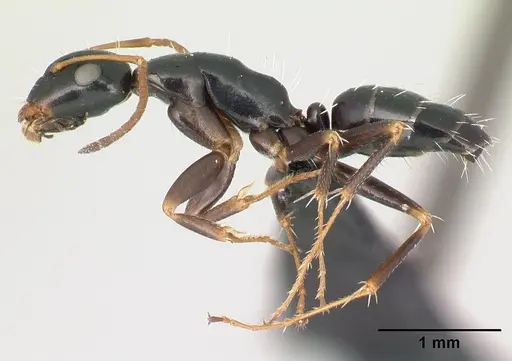 Camponotus tsimelahy specimen