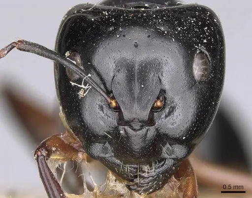 Camponotus tumidus specimen
