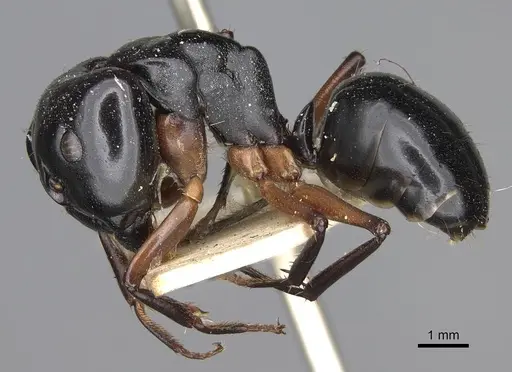 Camponotus tumidus specimen