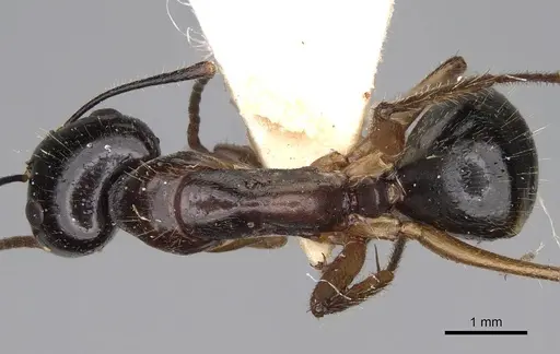 Camponotus tumidus - CASENT0906935