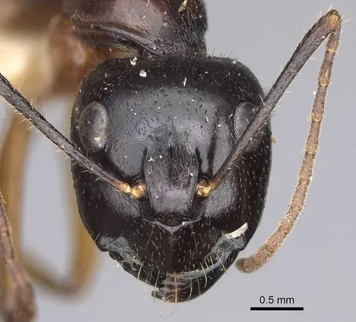 Camponotus tumidus - CASENT0906935