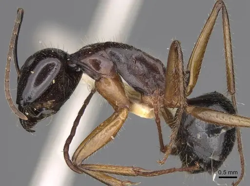 Camponotus tumidus - CASENT0906935