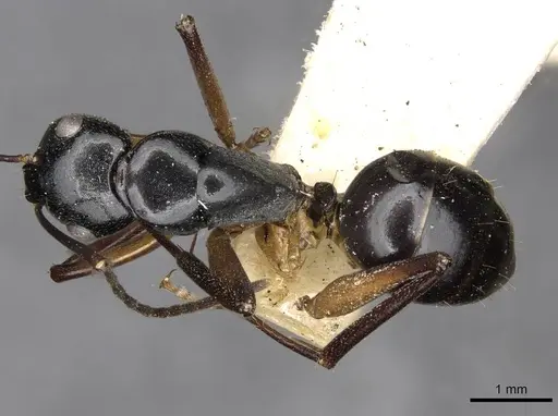 Camponotus tumidus - CASENT0910404