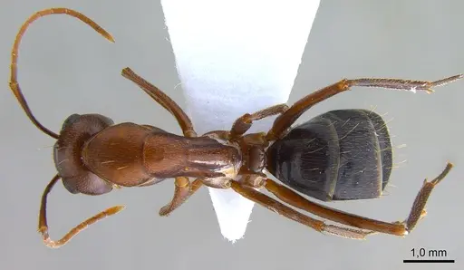 Camponotus turkestanicus specimen