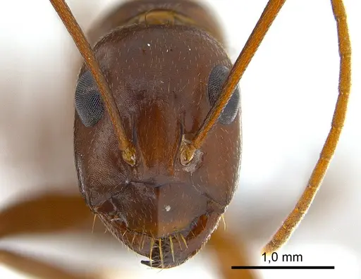 Camponotus turkestanicus specimen