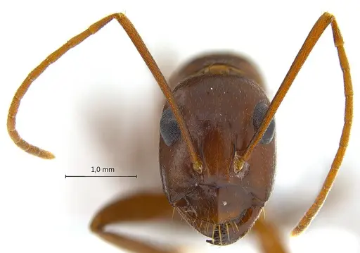 Camponotus turkestanicus specimen
