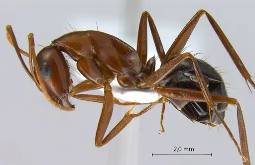 Camponotus turkestanicus - ANTWEB1008058