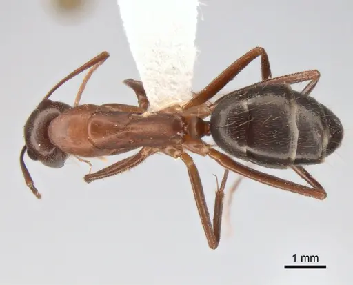 Camponotus turkestanicus - CASENT0882047