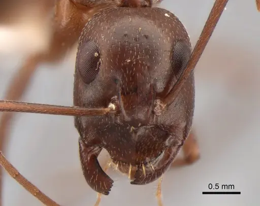 Camponotus turkestanicus - CASENT0882047
