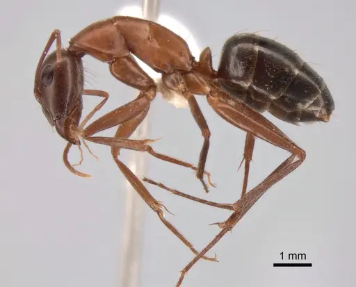 Camponotus turkestanicus - CASENT0882047